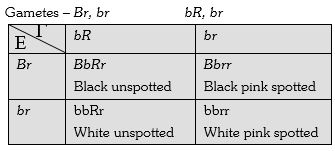 Solution diagram