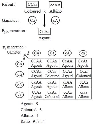Solution diagram
