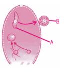 Question diagram
