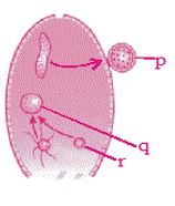 Question diagram