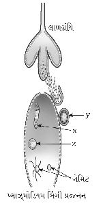Question diagram