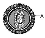 Question diagram