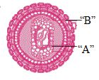 Question diagram