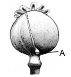 Question diagram