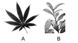 Question diagram