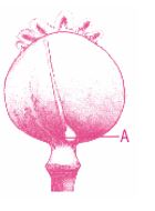Question diagram
