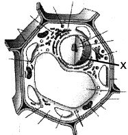 Question diagram