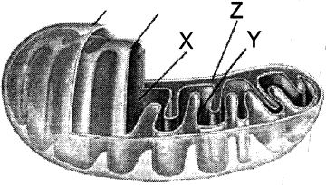 Question diagram
