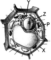 Question diagram