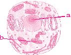 Question diagram