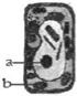 Question diagram