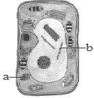 Question diagram