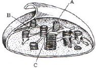 Question diagram