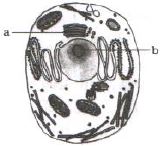 Question diagram