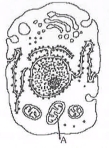Question diagram