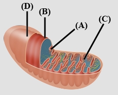 Question diagram