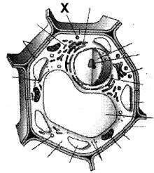 Question diagram