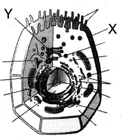 Question diagram