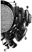 Question diagram