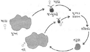 Question diagram
