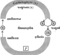Question diagram