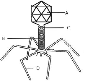 Question diagram