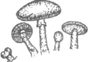 Question diagram