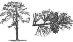 Question diagram