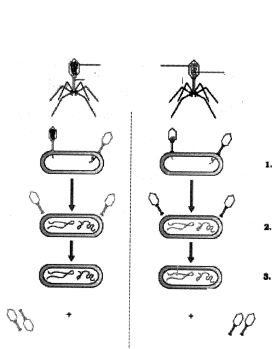 Question diagram