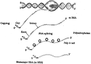 Question diagram