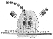 Question diagram