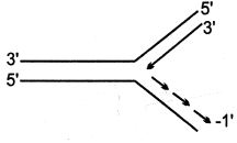 Option A