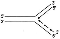 Option B