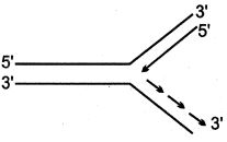 Option C