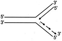 Option D