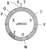 Question diagram