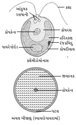 Question diagram