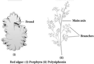 Solution diagram