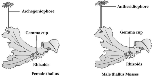 Solution diagram