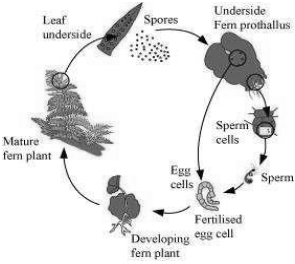 Solution diagram