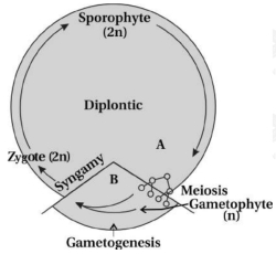 Solution diagram
