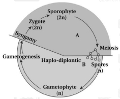 Solution diagram
