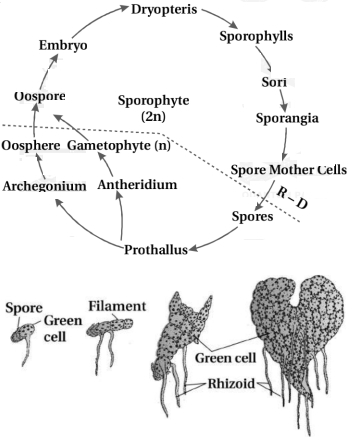 Solution diagram