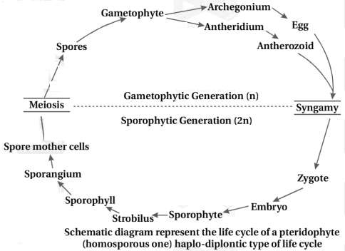 Solution diagram