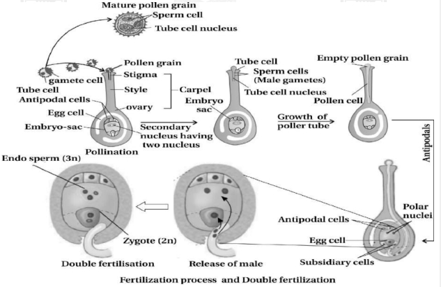 Solution diagram