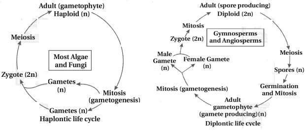 Solution diagram