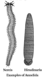 Solution diagram