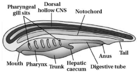 Solution diagram