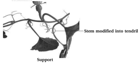 Solution diagram