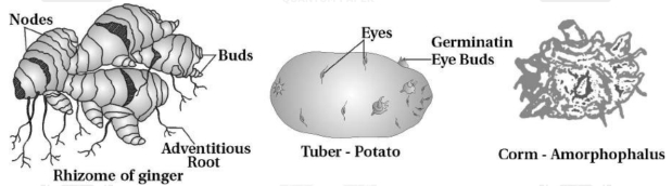 Solution diagram